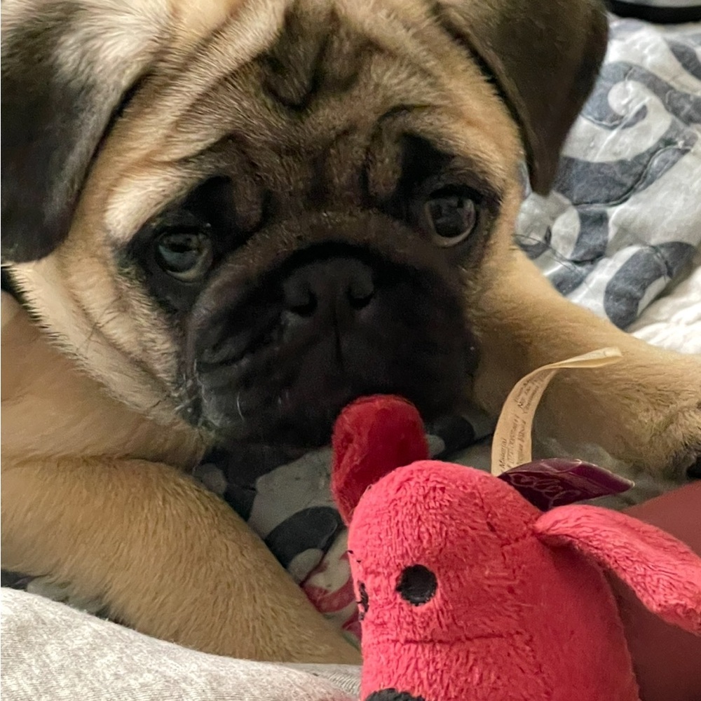 Meet your Posher, Alicia